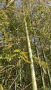 Студоустойчиви бамбуци Fargesia, Phyllostachys, Semiarundinaria, снимка 7