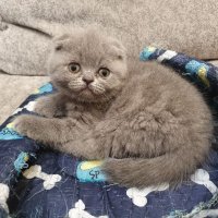 Шотландски клепоухи котета , снимка 2 - Британска късокосместа - 25040329