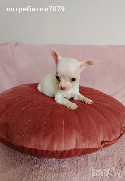 Чихуахуа мини, снимка 1