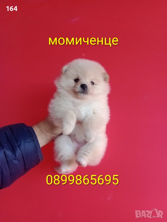 Померани. Мъжки и женски Померанчета. Реални снимки!, снимка 1