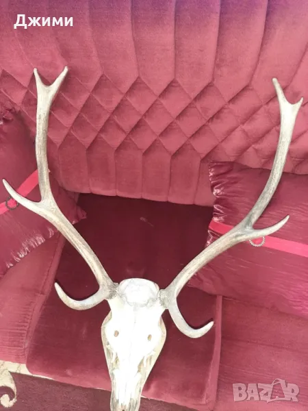 различни симетрични трофеи, снимка 1