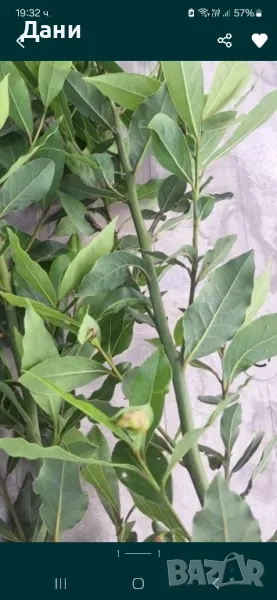 Пресен  Дафинов лист, снимка 1