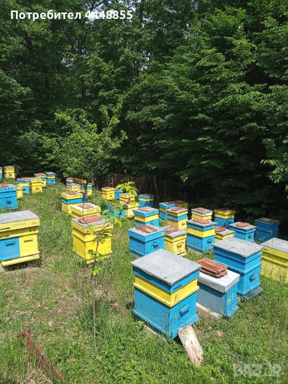 Кошери Дадан Блат, снимка 1