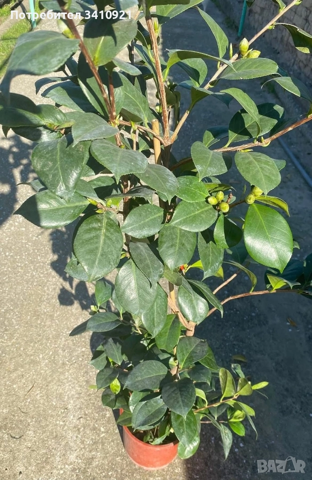 Камелия бяла(Camellia Japonica), снимка 1