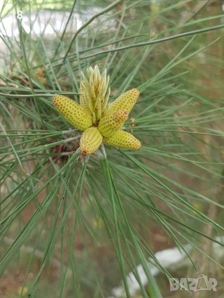 Борови връхчета, снимка 1