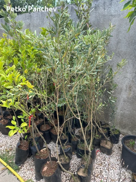 Маслина, снимка 1