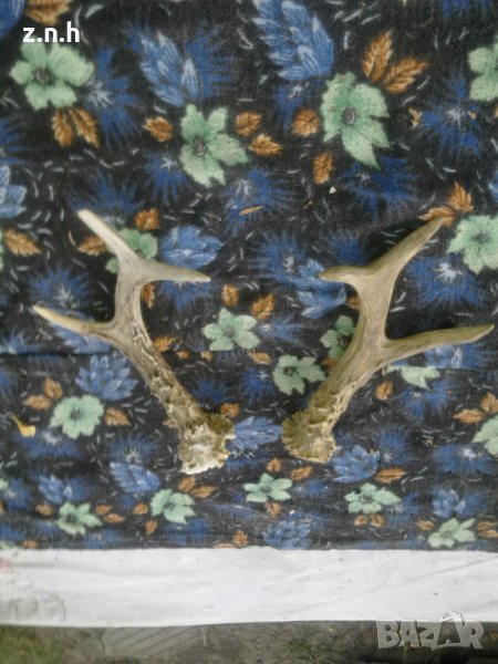  рога от сръндак, снимка 1