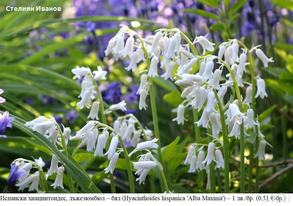 Испански хиацинтоидес, лъжезюмбюл – бял (Hyacinthoides hispanica 'Alba Maxima') – луковици, снимка 1