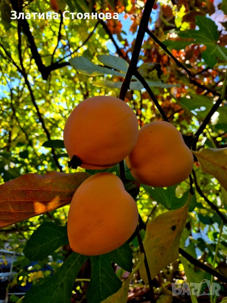 Домашна Райска Ябълка - ПОСЛЕДНИ КОЛИЧЕСТВА, снимка 1