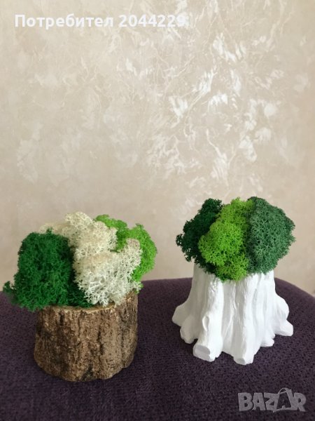 КАШПИ със скандинавски мъх, снимка 1