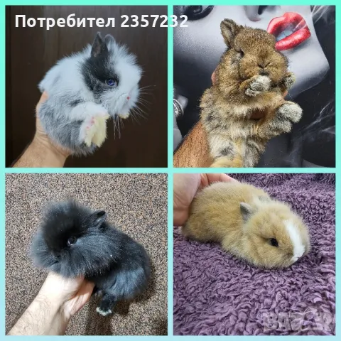Мини зайци от мини ферма, снимка 5 - Декоративни зайчета - 26037003
