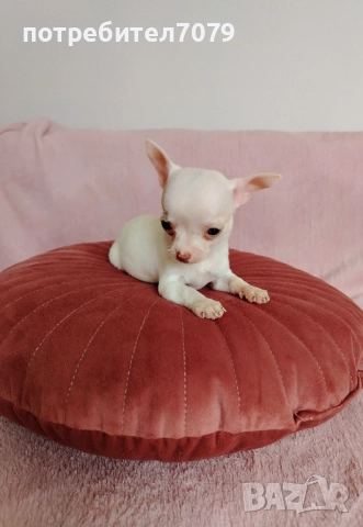 Чихуахуа мини, снимка 1