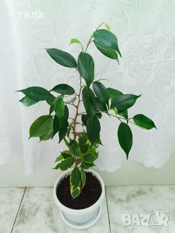 Сциндапсус, Индрише, Бенджамин и други стайни цветя , снимка 10 - Стайни растения - 48091125