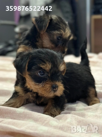 Йоркширски териерчета 