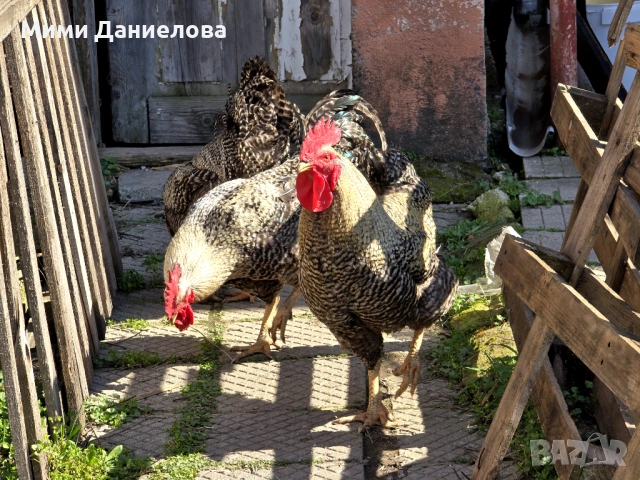 Петли, снимка 6 - Кокошки и пуйки - 53963227