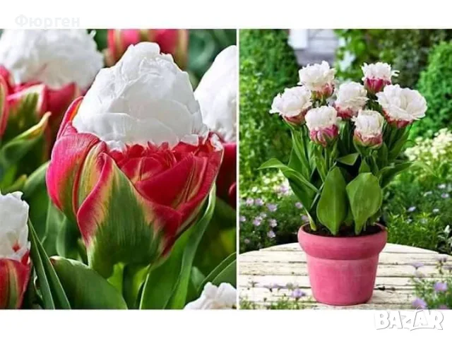 Сладоледено лале (Ice Cream Tulip), снимка 3 - Разсади - 56404944