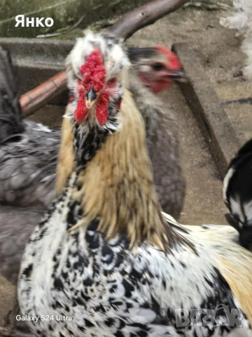 Петли, снимка 13 - Кокошки и пуйки - 52912712