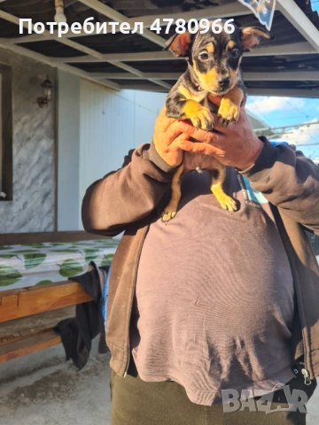 Продавам пинчер, снимка 4 - Пинчер - 54012390