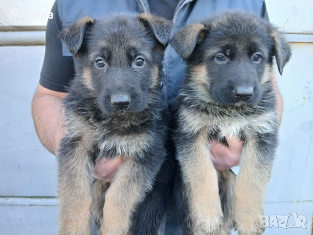 Немски овчарки мъжки и женски
