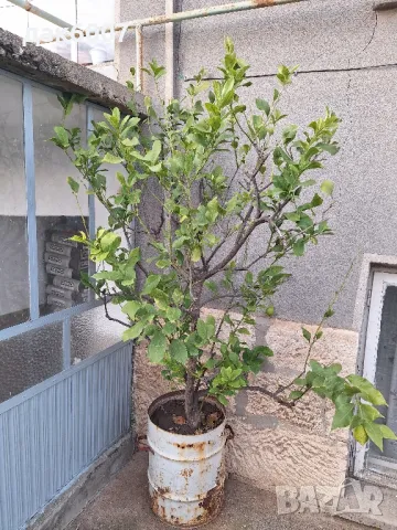 Дърво лимон-плододаващо