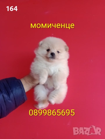 Померани. Мъжки и женски Померани. Реални снимки от 12.01.26 г. 