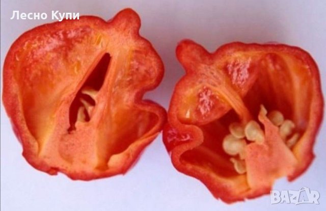 Семена от шестте най-лютите чушки на планетата : 1. Каролина Рийпър (Carolina Reaper) Средна лютивин, снимка 2 - Оранжерии - 31175677