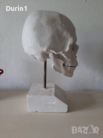 Модел на гипсов череп в реален размер, снимка 5 - Декорация за дома - 51589606