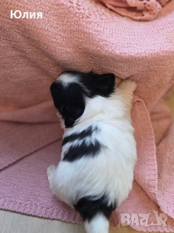 Японски хинчета, снимка 16 - Други - 52506287