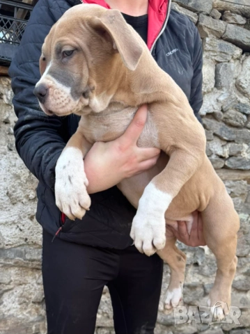 Американско були хл American bully XL, снимка 11 - Други - 51978331