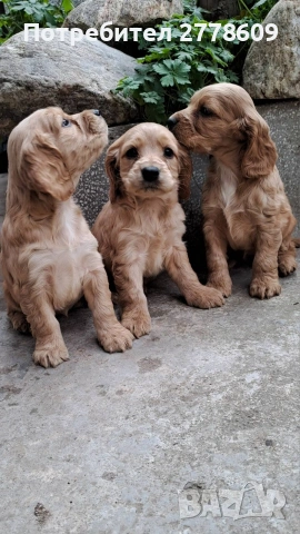 Продавам Английски кокер шпаньол 