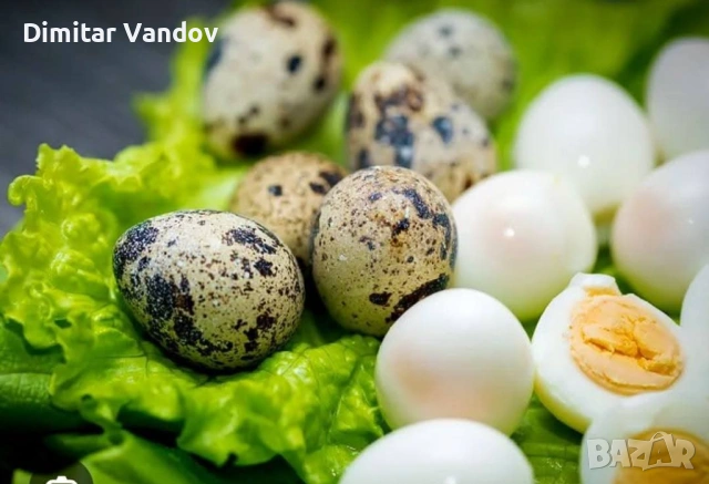 Пъдпъдъчи яйца Винаги пресни, снимка 3 - Кокошки и пуйки - 53235154
