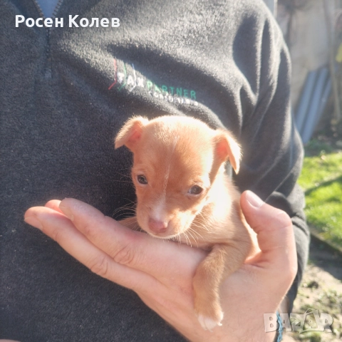 Малки Пинчерчета , снимка 3 - Пинчер - 52789126