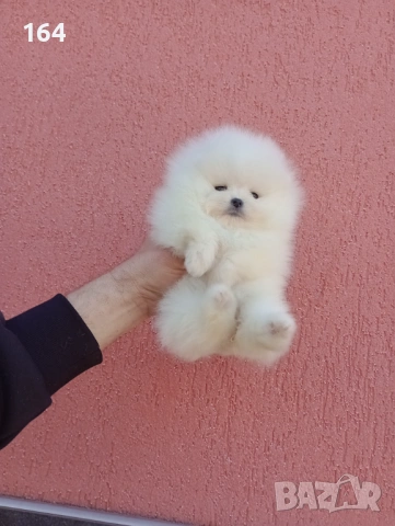 Чисто бели мини Померани. Реални снимки !!! , снимка 4 - Померан - 53895518