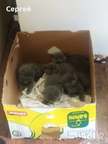 Британски котен