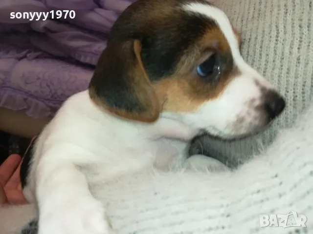 джакове-малки кученца 250лв за брой-джак ръсел 2601250935, снимка 2 - Джак ръсел териер - 48831059