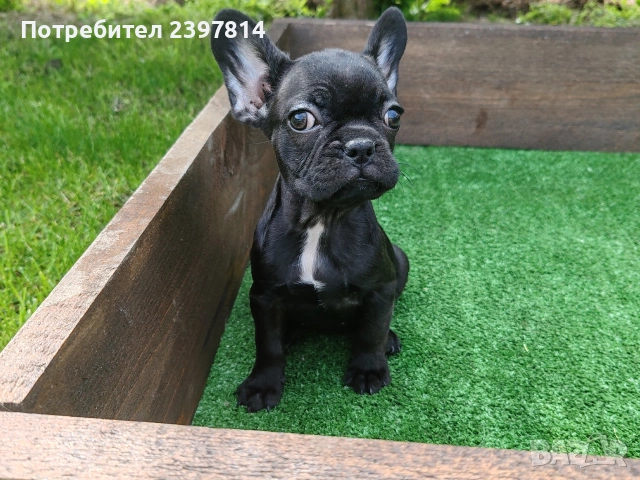 Френски булдог , снимка 3 - Френски булдог - 53832556