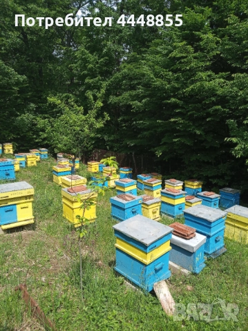 Кошери Дадан Блат