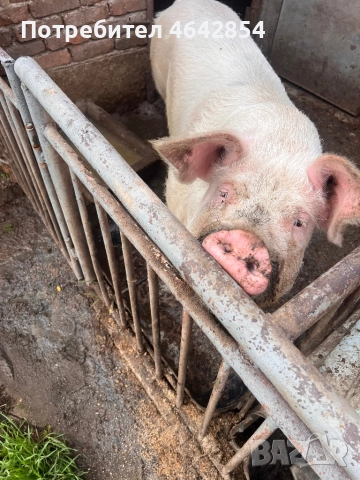 Мъжко прасе , снимка 2 - Прасета - 52307618