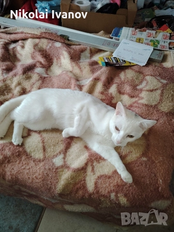 Бяло мъжко коте на 9 месеца , снимка 2 - Други - 53939691