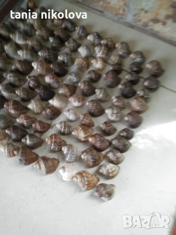  Рапани и миди