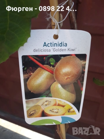 Фиданки Киви Голд - Златно киви, снимка 4 - Разсади - 38115114