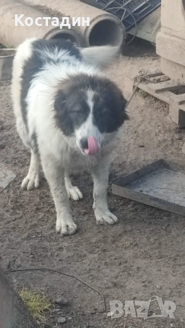 Чобанско куче 