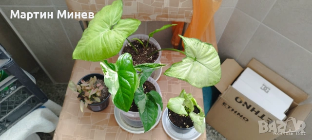 Филодендрон (Philodendron) / Сингониум (Syngonium), снимка 4 - Стайни растения - 47059632