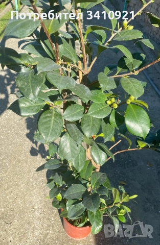 Камелия бяла(Camellia Japonica)