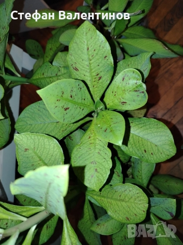 Euphorbia Synadenium grantii (каучуково дърво) , снимка 2 - Градински цветя и растения - 51625139