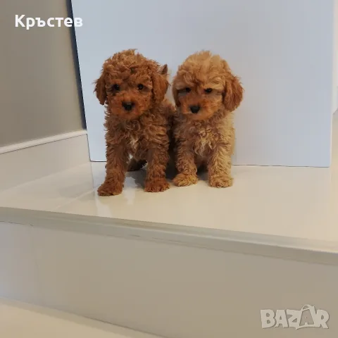 Мини Пуделчета*, снимка 3 - Пудели - 56359568