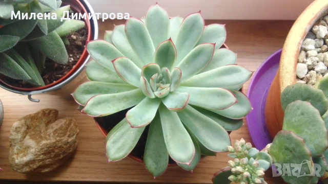 Красула Тенелли - Crassula mesembryanthemoides 'Tenelli / Ешеверия - Echeveria pulidonis Rondo , снимка 8 - Стайни растения - 50303443