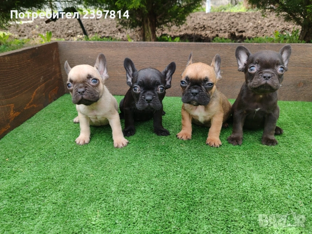 Френски булдог , снимка 7 - Френски булдог - 53832556