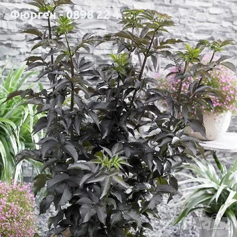 Бъз „Черна кула“ – Sambucus nigra ‘Black Tower’, снимка 4 - Разсади - 55862118