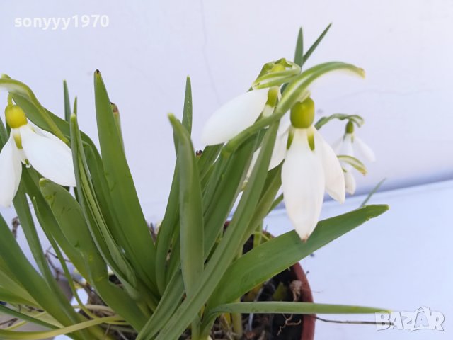 САКСИЯ С КОКИЧЕТА С ЛУКОВИЦИ 2402241515, снимка 4 - Градински цветя и растения - 44447365